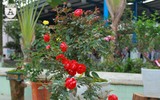 Hàng nghìn bông hoa hồng Bulgaria khoe sắc ở Công viên nước Hồ Tây